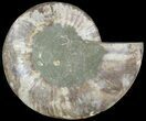 Cut Ammonite Fossil (Half) - Agatized #49893-1